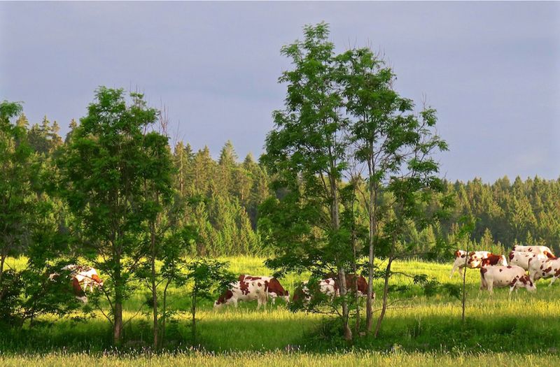 Vaches 2 - copie 1