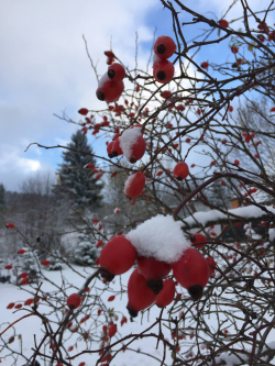 Neige les fourgs 2_mt_fb