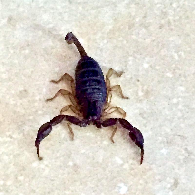 Scorpion (1) copie