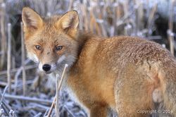 Renard - copie