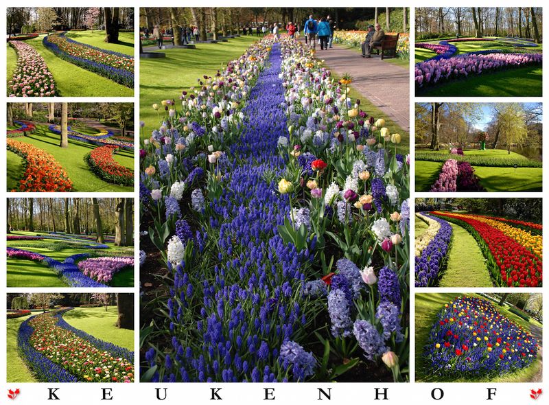 Parc Keukenhof 1 - copie 2