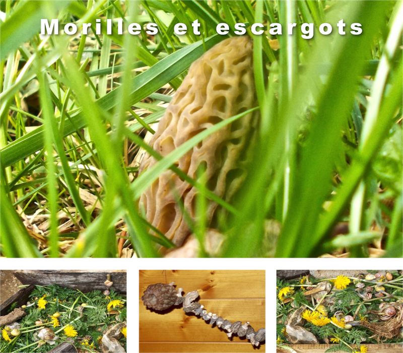 Morilles et escargots 1 - copie