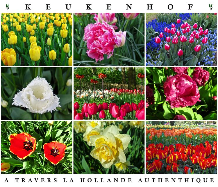 Parc Keukenhof 2 - copie 2