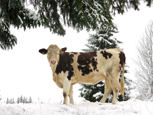 Boule à neige Vache Doubs Grande - Doubs Direct