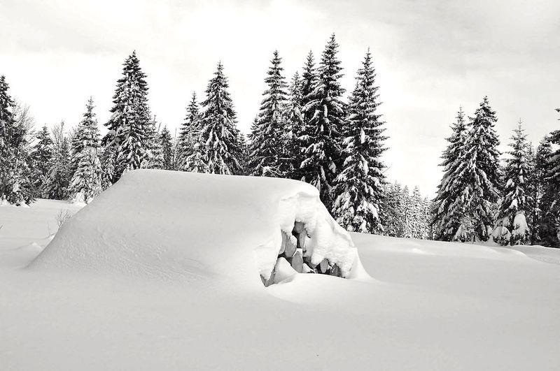 Neige_sapins_am_4 - copie