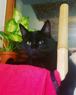 Chat la Coupe 1 ES Chat la Coupe 1 ES