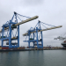 1 Grues BJ IMG_8497 copie