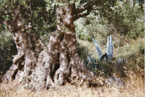 CRETE_arbres 2 copie