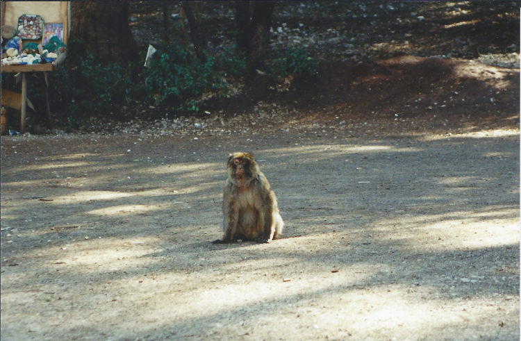 Maroc Azrou sur la route singe