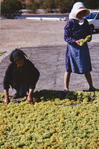 CRETE_Séchage_Raisin copie