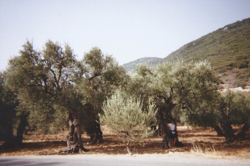 CRETE_arbres 1 copie