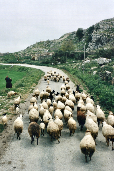 Tunisie 1997-04-17 Douga Rue Mouton