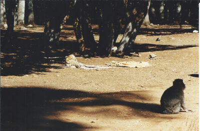 Maroc Azrou sur la route singe 1