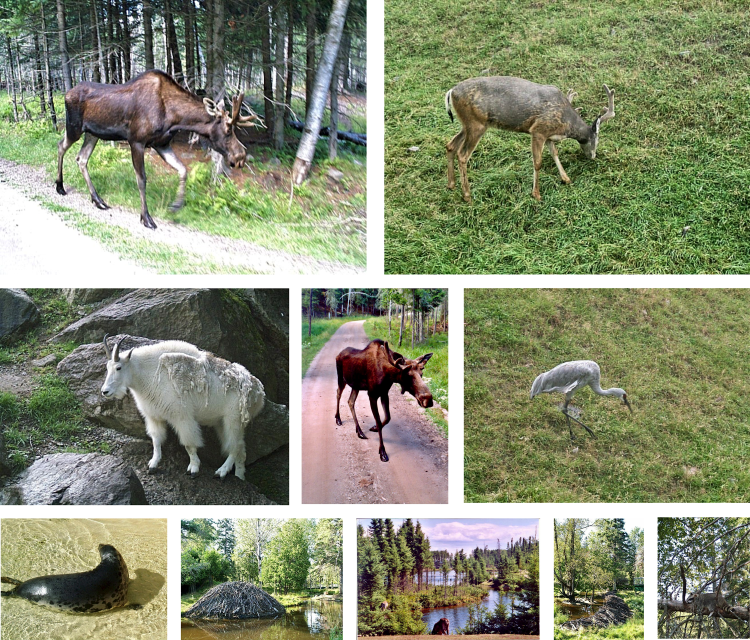 Zoo Saint-Félicien