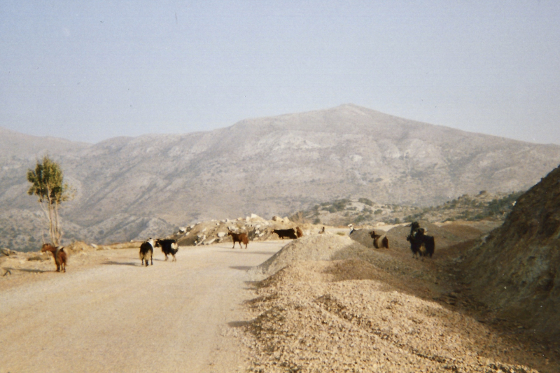 CRETE_chevre 1 copie