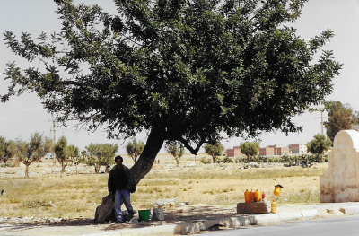 Maroc Oujda Sur la route Olivier