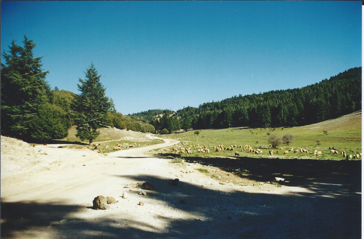 Maroc Azrou sur la route Cèdre Gouraud 2