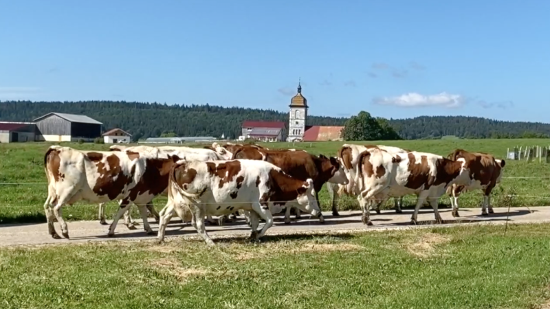 Les vaches mp4 1