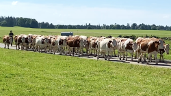 Les vaches mp4 2